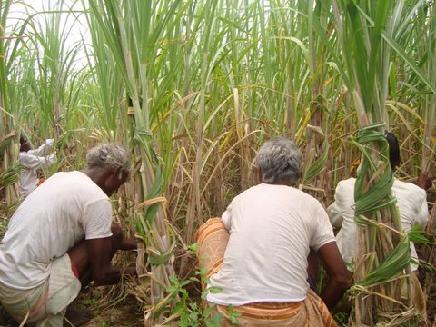 Planting sugercane at Eco-Farm